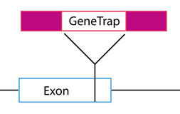 Determination of GeneTrap location and zygosity